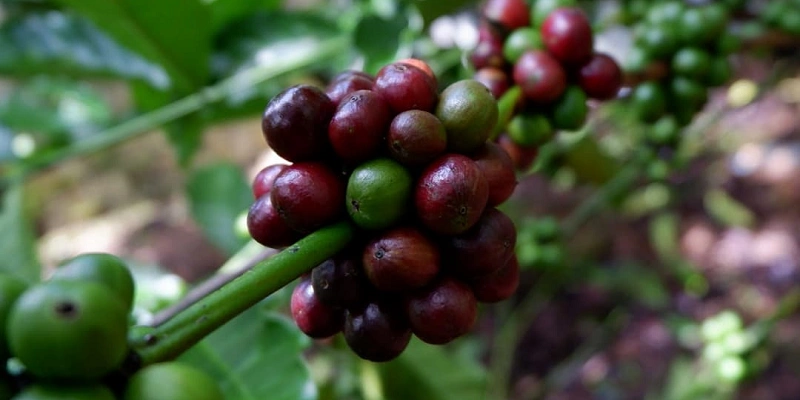 Xuất Khẩu Cà Phê Việt Nam - Biến Động Và Triển Vọng Mỹ gia tăng nhu cầu cà phê Robusta